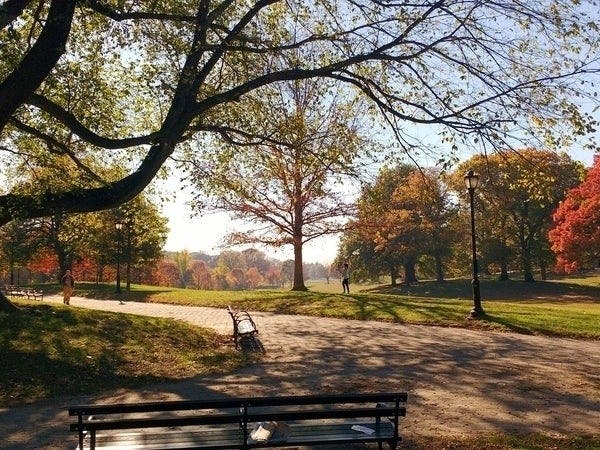 Brooklyn's backyard has more visitors than ever, but less staff and money than usual to take care of it. Here are ways you can help.