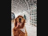 Paws n' Claus presented by Dogtopia & Humane Society of Silicon Valley