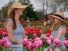 Jaime Gleason and her daughter, Kiley, of Geneva, are surrounded by radiant colors while attending the 2023 Tulip Festival at Richardson Farm, Spring Grove. This year's fest is expected to open in late April.
