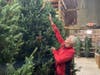George Richardson stretches as he shows off the towering height of some of the pre-cut trees available at the Richardson Christmas Tree Farm in Spring Grove.