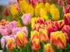 Graceland, Crystal Star, Denmark and Shell tulips were among the gorgeous varieties on display at the 2025 Richardson Farm Tulip Festival. This year's fest, featuring more than 75 varieties, is expected to open in late April.