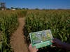 A visitor equipped with a map enters the 2025 Richardson "World's Largest" Corn Maze. This year's maze design celebrates America's 250th birthday.
