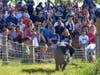 Spectators enjoy a pig race during 2025 Richardson Adventure Farm festivities. Home of the "World's Largest" Corn Maze, the Spring Grove farm will open this fall on Sept. 12, with a special America250 maze design.