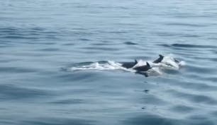 200 bottlenose dolphins visited a Cape May whale watch.