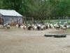 Lacey's Popcorn Park adopted several goats as it assists in a rescue.