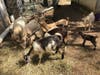 Lacey's Popcorn Park adopted several goats as it assists in a rescue.
