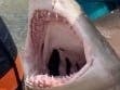 The teen caught the tiger shark in Beach Haven, according to reports.