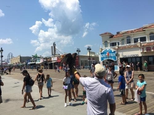 Ocean City officials defended the East Coast Falcons program after receiving cost and environmental concerns at Thursday's meeting.