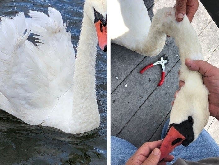 When residents in Brick's Cherry Quay section saw the swan tangled in the line, they knew it needed help.