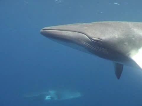 A minke whale got stranded and died on Island Beach State Park on Thursday.