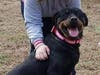 Jade, a Berkeley dog, has been lost since Sunday.