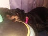 Jade, a Berkeley dog, has been lost since Sunday.