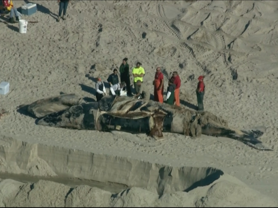 A dead humpback whale washed up on the shore of Island Beach State Park.