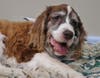 Lacey's Popcorn Park Animal Refuge rescued Yaya, a dog abandoned in the woods off Route 539 in Little Egg Harbor.