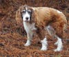 Lacey's Popcorn Park Animal Refuge rescued Yaya, a dog abandoned in the woods off Route 539 in Little Egg Harbor.