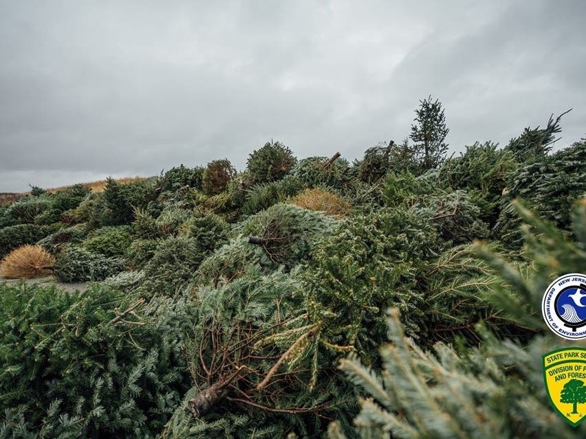 Island Beach State Park hoped to receive 200 Christmas trees to improve its dune system. They received more than 2,000.