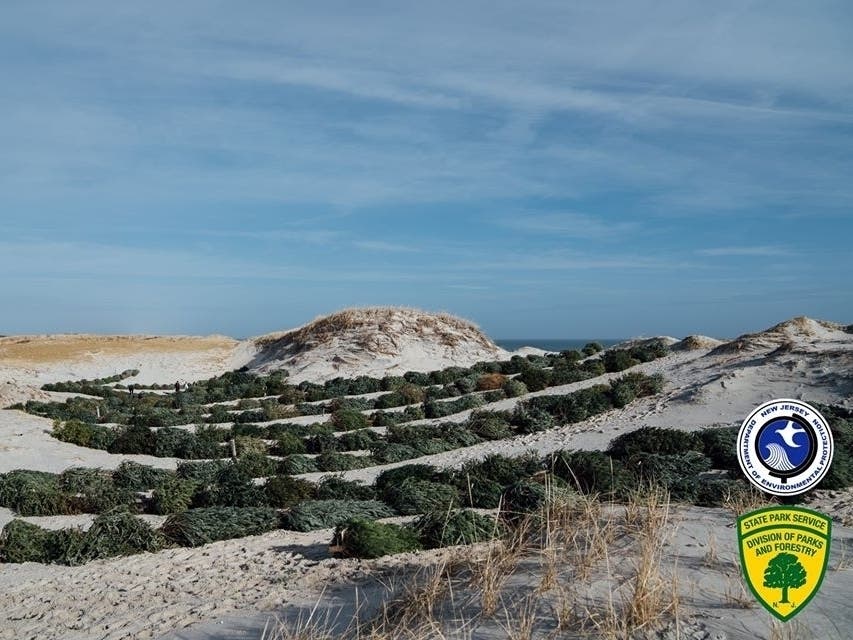Volunteers placed more than 2,000 donated Christmas trees along Island Beach State Park to revitalize the dune system.