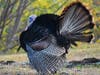 Bimini Bob became a celebrity in his Berkeley neighborhood. He will move to the Assunpink Wildlife Management Area in Allentown.