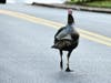 Bimini Bob became a celebrity in his Berkeley neighborhood. He will move to the Assunpink Wildlife Management Area in Allentown.