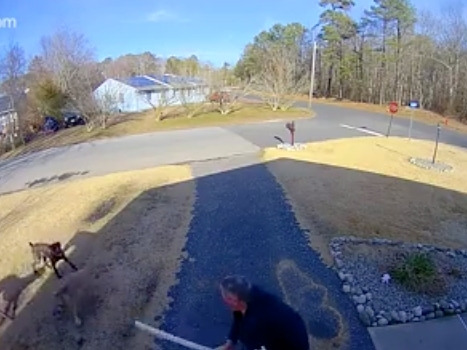 Three dogs were "terrorizing" Little Egg Harbor and bit at least 12 people, police said. They weren't vaccinated for rabies.