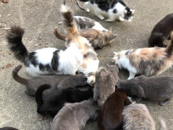 Seventeen cats were abandoned on an Atlantic County property. Ocean City-based Cape Atlantic C.A.TS is raising funds to spay, neuter and vaccinate them.