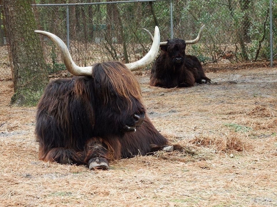 Evie and Sadie lived at a small, educational farm that closed. The Popcorn Park Animal Refuge gave them a new home.