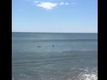 A shark swam by Long Beach Island's coast Tuesday morning.
