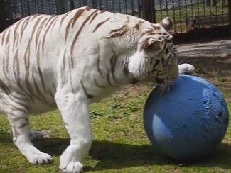 The Popcorn Park Zoo will reopen Friday. The Lacey zoo had been closed for three months because of coronavirus restrictions.