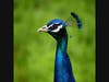 A peacock has been wandering for weeks around Berkeley.