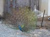 The peacock lived with local resident Jim Guido Giffoniello for about a week. They named him Peabody.