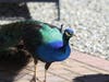 The peacock lived with local resident Jim Guido Giffoniello for about a week. They named him Peabody.