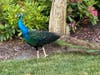 The peacock stands June 15 across from Clara B. Worth Elementary School.