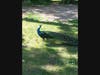 The peacock visits Bay Boulevard.