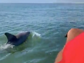 Two jet skiers witnessed groups of dolphins swimming by them Sunday morning off Ocean City.
