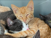 Someone dumped 21 cats with no food or water at the Funny Farm Rescue & Sanctuary in Mays Landing.
