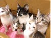 The coronavirus pandemic has created unique obstacles for Cape Atlantic C.A.T.S., an Ocean City-based organization. These cats were found in an abandoned shopping cart at ShopRite.