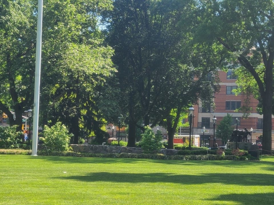 The Shade Tree Commission wants to find Morristown's most beautiful tree.