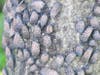 The New Jersey Department of Agriculture received nearly 10,000 emails and calls about the spotted lanternfly in August. Sightings have been reported in Parsippany.