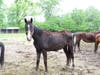The owner of Rooster's Rescues was charged Thursday after authorities found dozens of animals in poor living conditions on the property, according to the Hunterdon County Prosecutor's Office.
