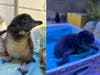 Adventure Aquarium in Camden recently welcomed two little blue penguins: Tater Tot and another baby who could use a name.