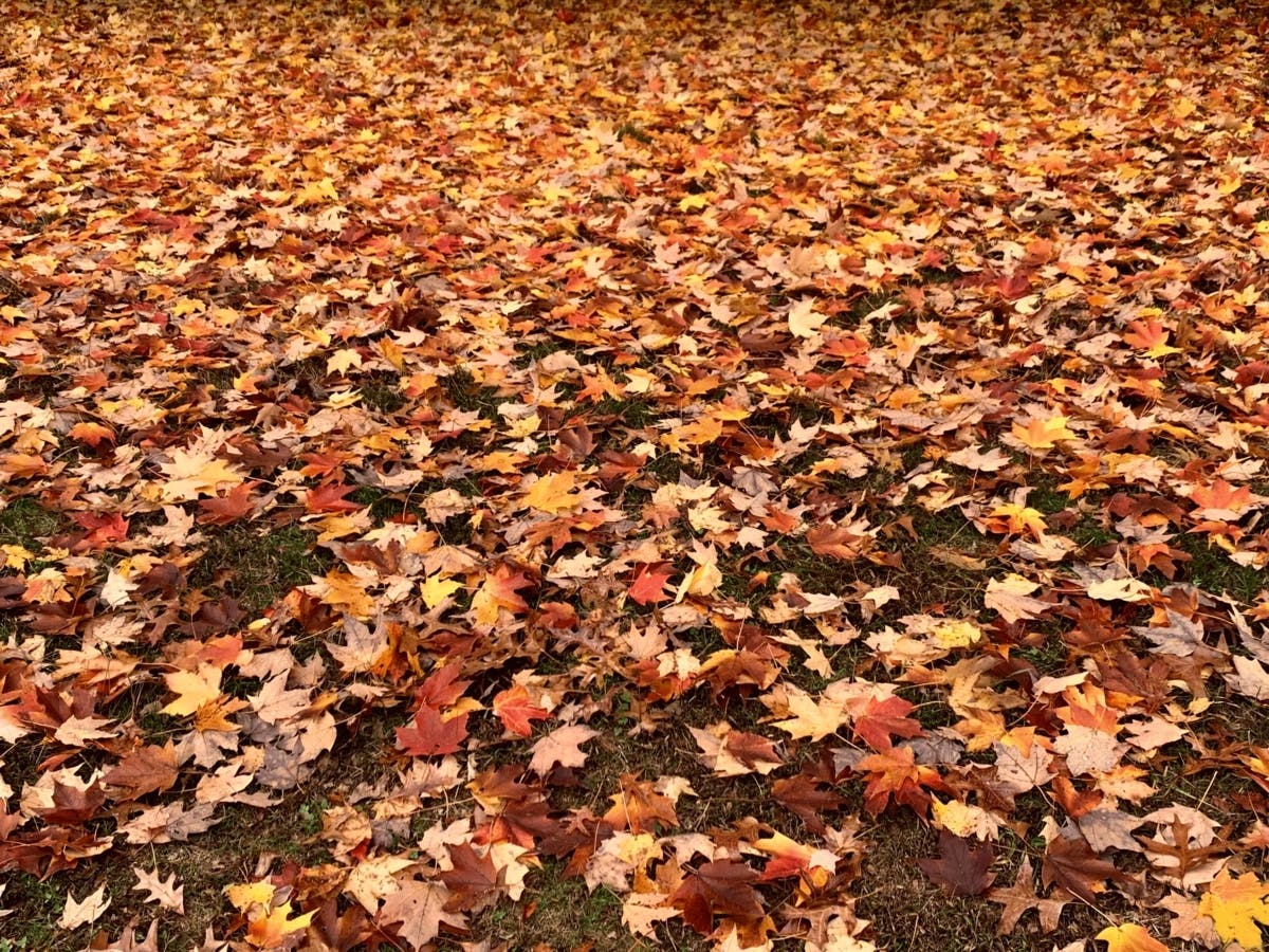 It's almost that time of year. Moorestown will collect leaves throughout the coming months.