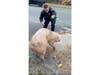 Deptford police officers captured a pig that escaped a local farm on Tuesday afternoon.