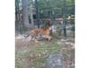 A person illegally entered a tiger enclosure at a South Jersey zoo, said police, who are looking to identify her.