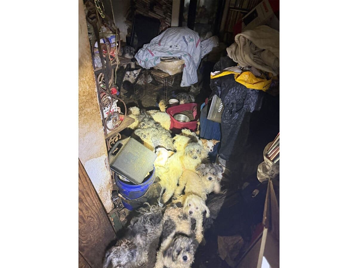 Soiled Floors, Filthy Conditions: Broomall Woman Hoarded Dozens Of Dogs, Authorities Say