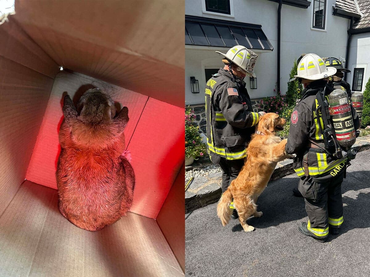 Firefighters rescued a family's pets during a carbon monoxide incident last week in Lower Merion.
