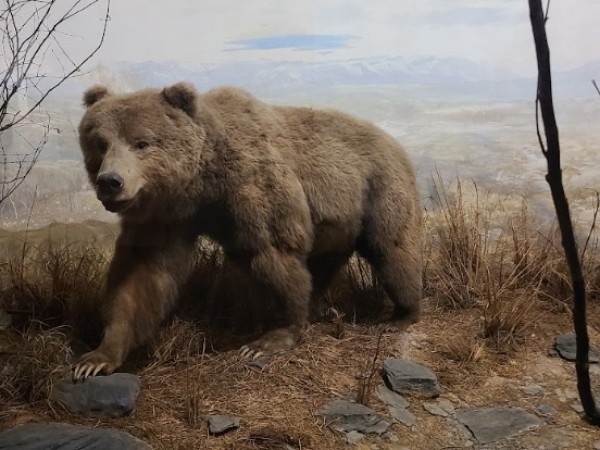 A diorama at the Academy of Natural Sciences of Drexel University