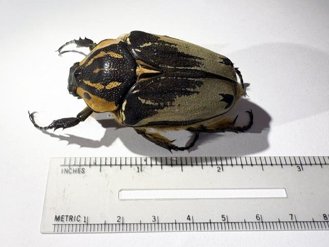 https://patch.com/img/cdn20/users/23182514/20260915/025223/styles/patch_image/public/phl-beetles1-081826___15141453478.jpg