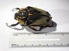 U.S. Customs and Border Protection agriculture specialists intercepted a shipment of live and dead beetles, including three live rare Chief Goliath beetles, in Philadelphia. They were being smuggled into Germany, the agency said.