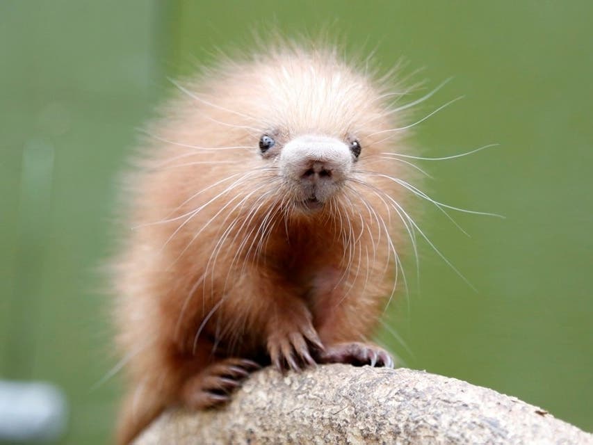 The zoo's newest baby was welcomed into the world early last week. 