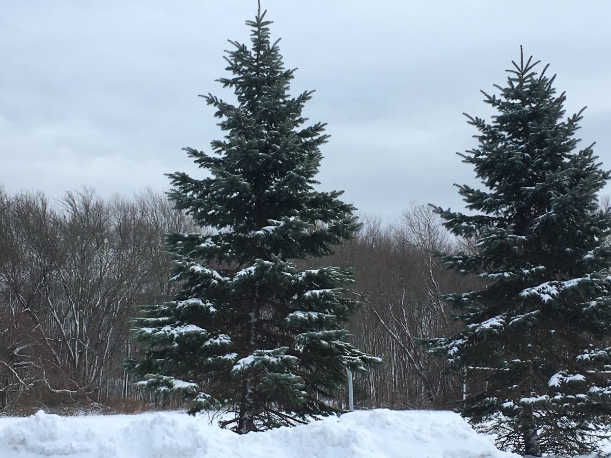 Early reports show the most snow fell in Northeast Rhode Island, where Chepachet say more than three inches.